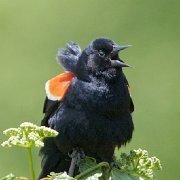 C1G9245 - Version 2 - Version 2